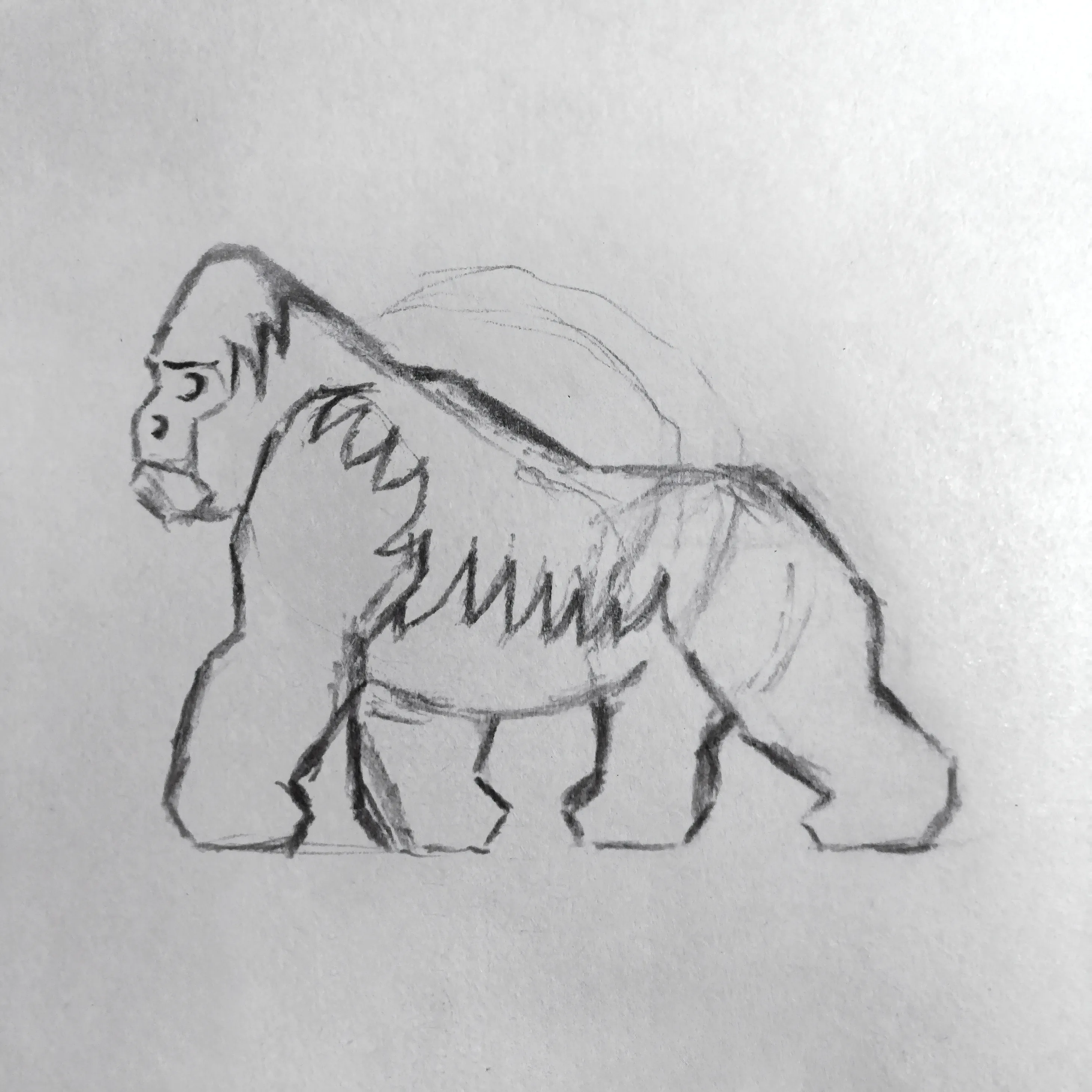 Silverback_ID_Square_2